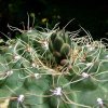 Gymnocalycium_ baldianum_ 02